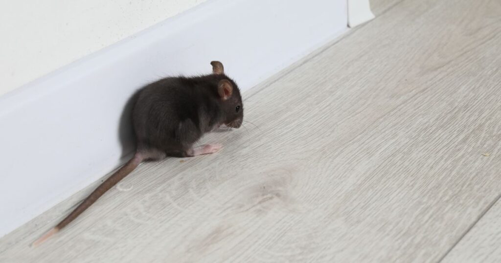 How Rodents Keep Reappearing When Only the Indoor Signs Get Treated